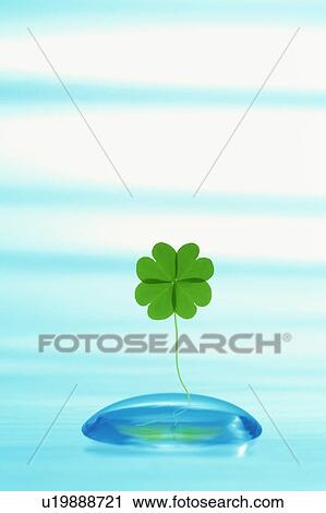 Stock Image - Four leaf clover. Fotosearch