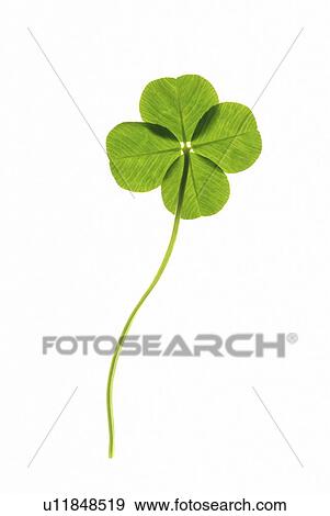 Stock Photo - Four Leaf Clover. Fotosearch