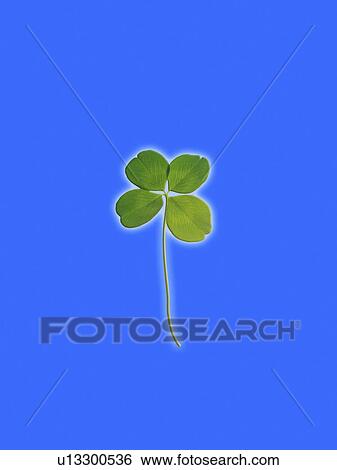 Stock Photograph - Four leaf clover. Fotosearch