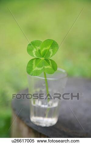 Stock Photography - Four Leaf Clover. Fotosearch