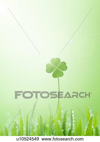 Stock Photo - Four leafed clover, green background. Fotosearch