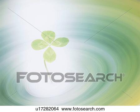 Four leafed clover in light View Large Photo Image Picture - Four leafed clover in light. Fotosearch