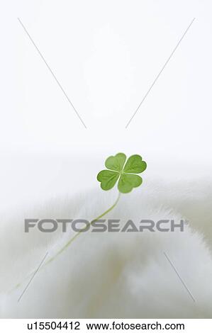 Four leafed clover on white blanket, white background, copy space View Large Photo Image Stock Image - Four leafed clover on white blanket, white background, copy space. Fotosearch