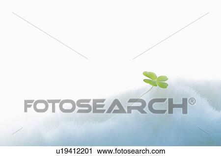 Stock Image - Four leafed clover on white blanket, white background, copy space. Fotosearch