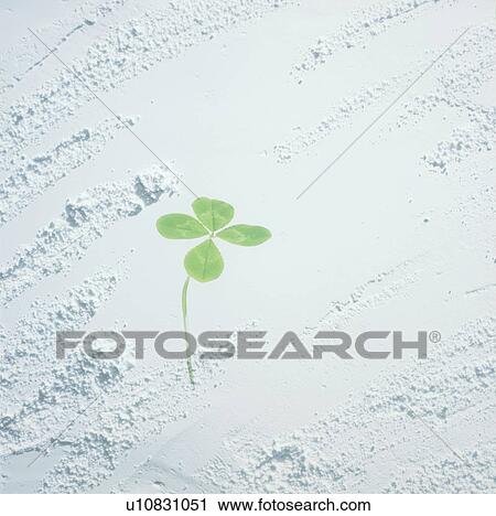 Stock Image - Four leafed clover on white wall. Fotosearch