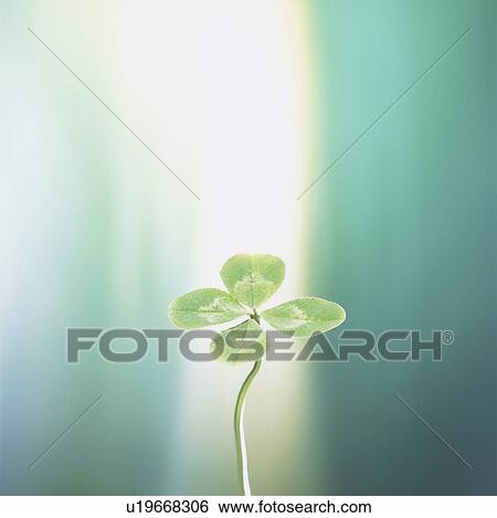 Four leafed clover View Large Photo Image Stock Photograph - Four leafed clover. Fotosearch