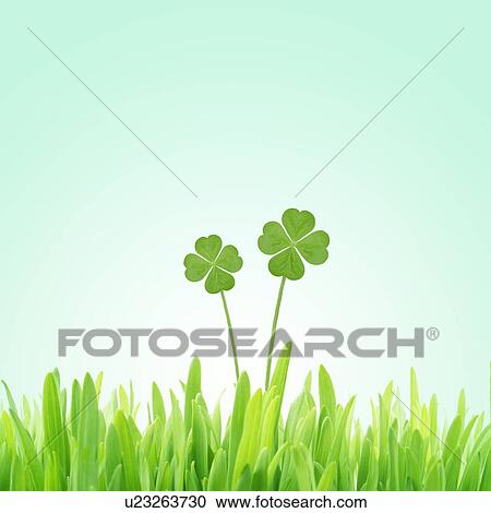 Four leafed clovers, green background View Large Photo Image Stock Image - Four leafed clovers, green background. Fotosearch
