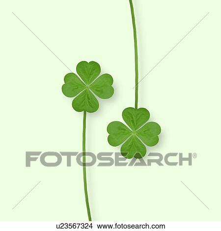 Four leafed clovers, white background View Large Photo Image Picture - Four leafed clovers, white background. Fotosearch