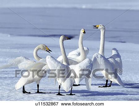 Four Swans Dancing View Large Photo Image Stock Photo - Four Swans Dancing. Fotosearch