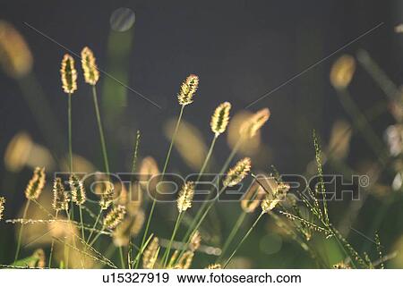 Foxtails View Large Photo Image Stock Photo - Foxtails. Fotosearch