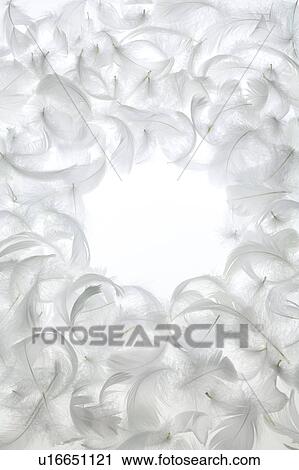 Stock Image - Frame of white feathers, white background. Fotosearch