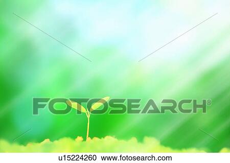 Fresh green dicotyledon View Large Photo Image Stock Image - Fresh green dicotyledon. Fotosearch