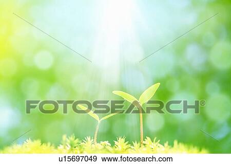 Stock Photo - Fresh green dicotyledon. Fotosearch