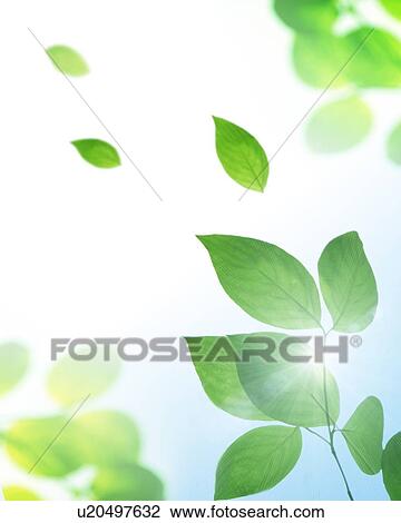 Stock Image - Fresh green leaves in the sunlight. Fotosearch