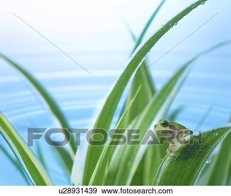 Frog sitting on plant leaves near water View Large Photo Image Stock Photo - Frog sitting on plant leaves near water. Fotosearch
