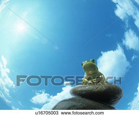 Stock Image - Frog sitting on stones. Fotosearch