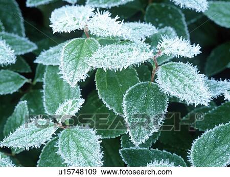 Stock Photo - Frosted Leaves. Fotosearch