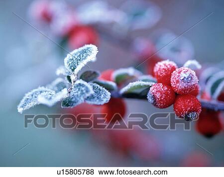 Frosted Red Berry View Large Photo Image Stock Photo - Frosted Red Berry. Fotosearch