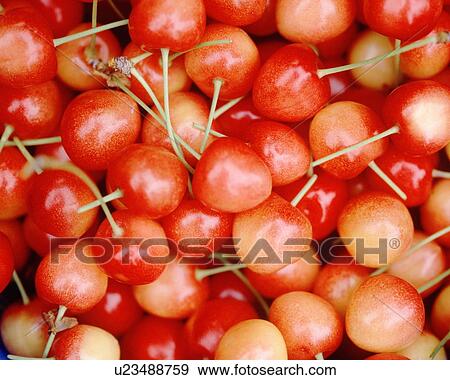 Full Frame of Cherry View Large Photo Image Stock Photo - Full Frame of Cherry. Fotosearch