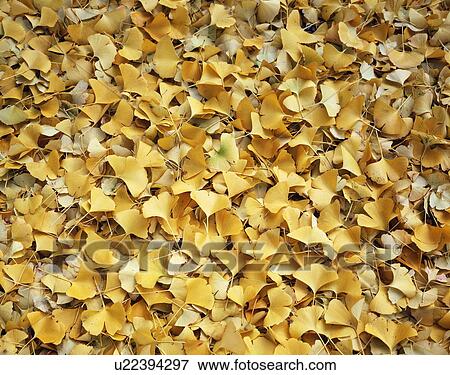 Full Frame of Ginkgo Leaves View Large Photo Image Stock Photo - Full Frame of Ginkgo Leaves. Fotosearch