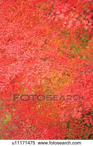 Stock Photography - Full Frame of Red Maple Tree Leaf. Fotosearch