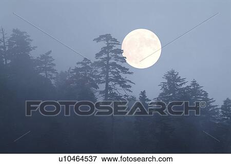 Full moon and forest View Large Photo Image Stock Photo - Full moon and forest. Fotosearch