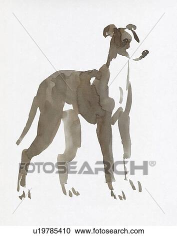 Galgo, Water Color Painting View Large Photo Image Stock Image - Galgo, Water Color Painting. Fotosearch