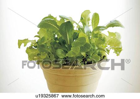 Garden lettuce mix View Large Photo Image Stock Photo - Garden lettuce mix. Fotosearch