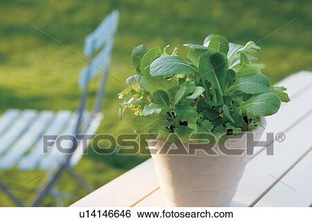 Stock Photograph - Garden Lettuce Mix. Fotosearch