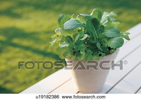 Garden Lettuce Mix View Large Photo Image Stock Photograph - Garden Lettuce Mix. Fotosearch