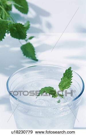 Garnish in glass of cold water View Large Photo Image Stock Photo - Garnish in glass of cold water. Fotosearch