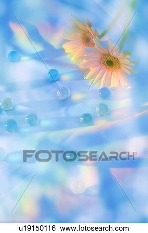 Stock Photograph - Gerbera Daisies and Marbles. Fotosearch