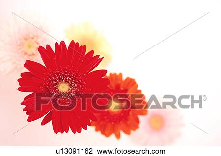 Stock Image - Gerbera Daisies. Fotosearch