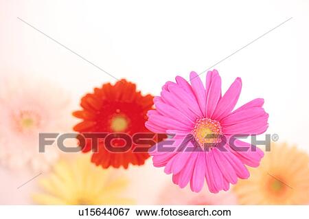 Stock Photo - Gerbera Daisies. Fotosearch