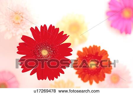 Stock Photo - Gerbera Daisies. Fotosearch