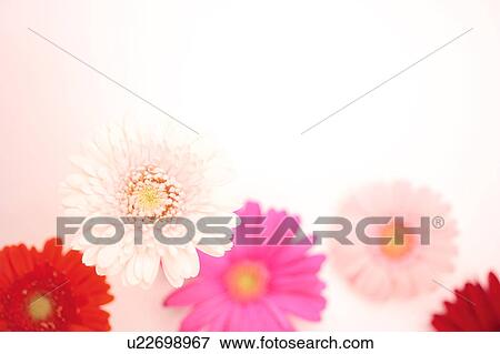 Stock Photo - Gerbera Daisies. Fotosearch