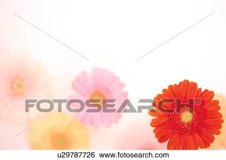 Gerbera Daisies View Large Photo Image Stock Photograph - Gerbera Daisies. Fotosearch