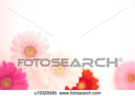 Stock Photography - Gerbera Daisies. Fotosearch