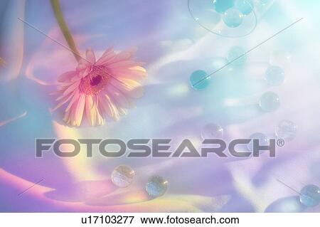 Stock Photo - Gerbera Daisy and Marbles. Fotosearch