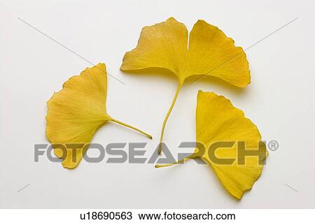 Stock Image - Ginkgo leaves in autumn color, white background. Fotosearch
