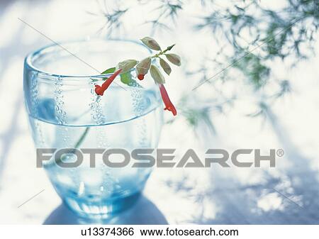 Glass of water with flower View Large Photo Image Stock Photograph - Glass of water with flower. Fotosearch