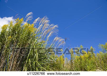 Goldenrod and pampas grass. Otsu, Shiga Prefecture, Japan View Large Photo Image Stock Photograph - Goldenrod and pampas grass. Otsu, Shiga Prefecture, Japan. Fotosearch