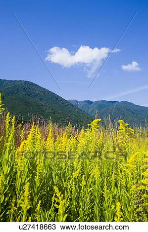 Goldenrod with a mountain range in the background. Otsu, Shiga Prefecture, JapanBeauty In Nature, Blue, Cloud, Color Image, Copy Space, Day, Field, Flower, Goldenrod, Growth, Japan, Landscape, Mountain, Mountain Range, Nature, No People, Otsu, Outdoors, View Large Photo Image Stock Image - Goldenrod with a mountain range in the background. Otsu, Shiga Prefecture, JapanBeauty In Nature, Blue, Cloud, Color Image, Copy Space, Day, Field, Flower, Goldenrod, Growth, Japan, Landscape, Mountain, Mountain Range, Nature, No People, Otsu, Outdoors, . Fotosearch