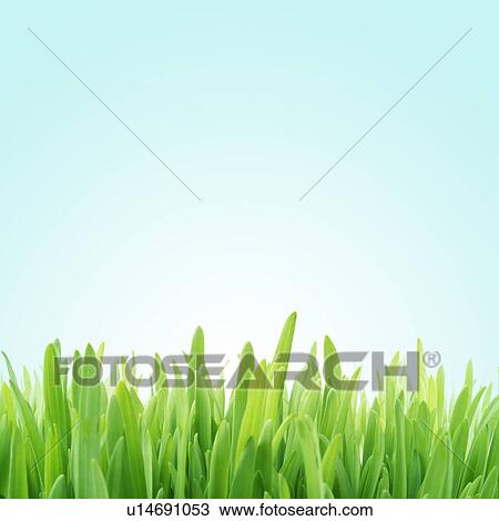 Stock Image - Grass against blue background, close up, copy space. Fotosearch
