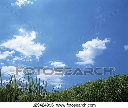 Stock Photograph - Grass, blue sky and clouds. Fotosearch