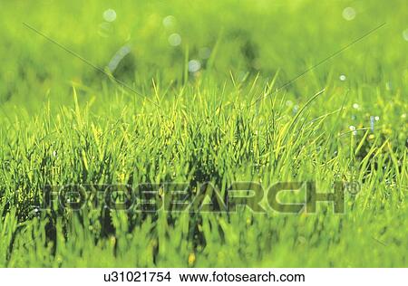 Grassy field View Large Photo Image Picture - Grassy field. Fotosearch