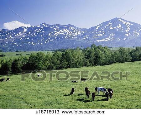 Stock Image - Grazing Cattle in Field. Fotosearch