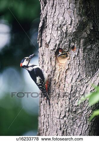 Stock Photo - Great spotted woodpeckers on tree trunk, Furano city, Hokkaido prefecture, Japan. Fotosearch