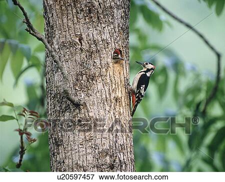 Stock Photo - Great spotted woodpeckers on tree trunk, Furano city, Hokkaido prefecture, Japan. Fotosearch