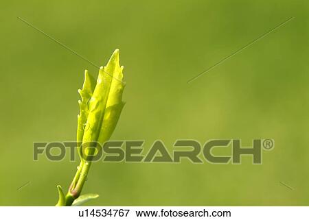 Stock Photo - Green bud. Fotosearch